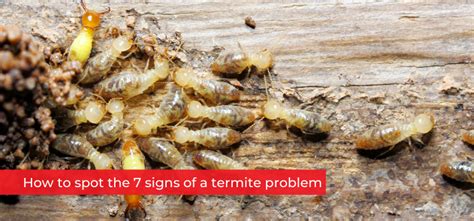 Understanding Your Termite Problem