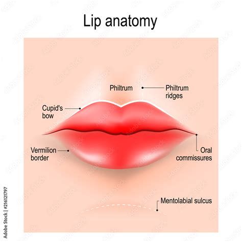 Understanding the Anatomy of Lips