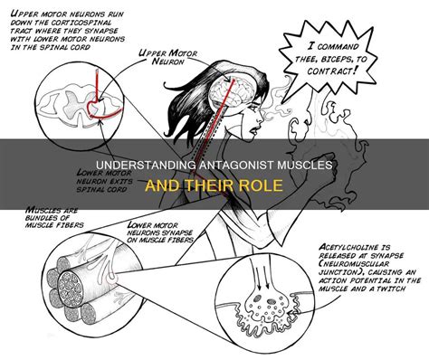 Understanding the Antagonist