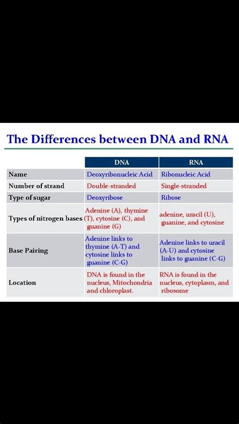 Understanding the Basics: DNA, RNA, and Their Differences