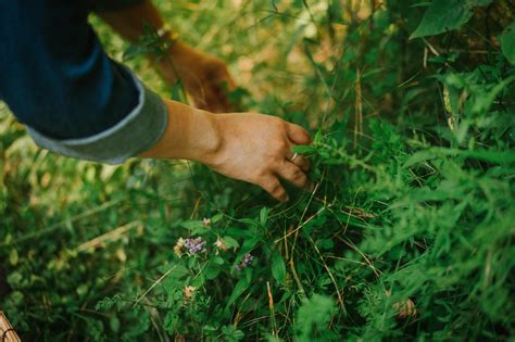Understanding the Basics of Foraging