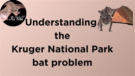Understanding the Bat Problem