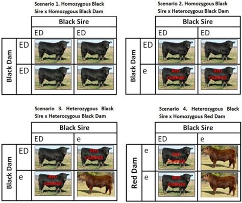 Understanding the Chocolate Coat Genetics