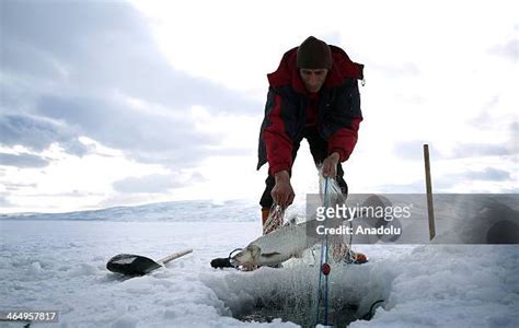 Different Methods of Inuit Stink Fish Preparation