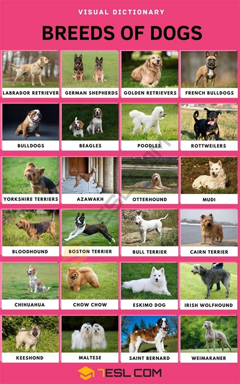 Understanding the Different Types of Dog Numbers