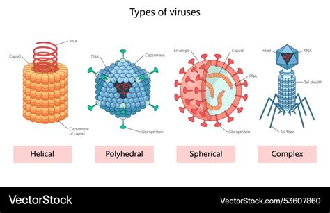 Understanding the Different Types of Polio Viruses