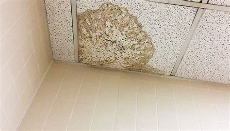 Understanding the Enemy: Why Ceiling Stains Appear