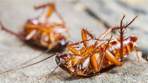Understanding the Enemy: Why Cockroaches Invade