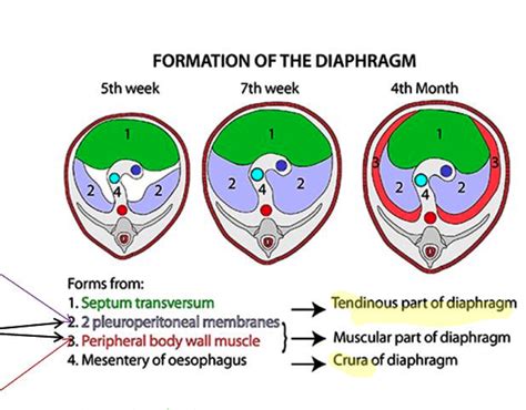 Image of: Understanding the Fundamentals of Diaphragm Action Today