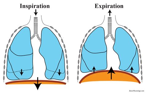 Image of: Understanding the Fundamentals of Diaphragm Dynamics