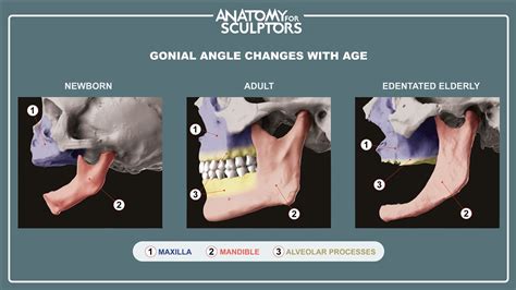 Understanding the Gonial Angle