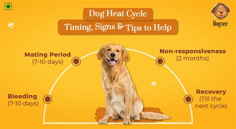 Understanding the Heat Cycle and Timing