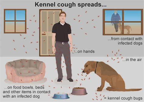 Understanding the Kennel Cough Complex