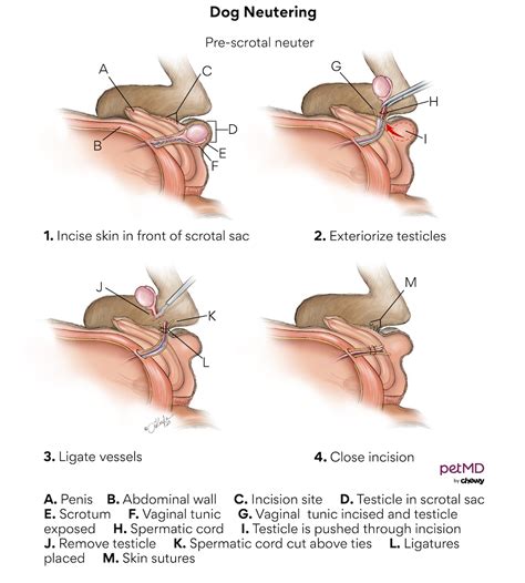 Understanding the Neutering Procedure