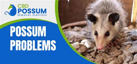 Understanding the Possum Problem