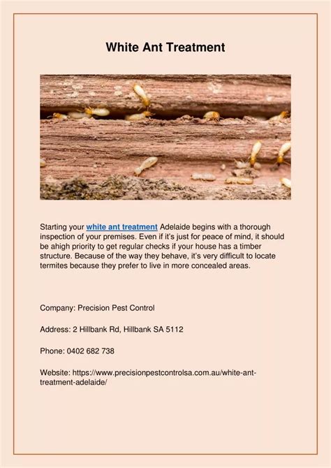 Understanding the Professional White Ant Treatment Process