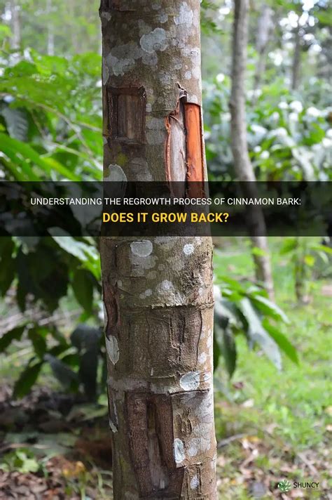Understanding the Regrowth Process