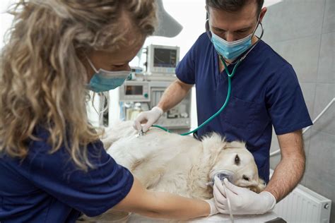 Understanding the Spay Procedure and Recovery