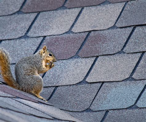 Understanding the Squirrel Problem