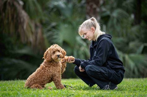 Understanding the Training Programs Offered by Naples Dog Trainers