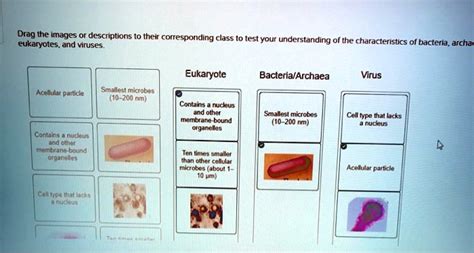 Understanding the Types and Their Specific Characteristics