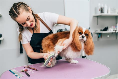 Understanding the Types of Dog Grooming Services Available