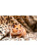 Understanding your hamsters behaviour