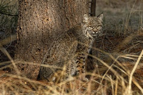 Understanding Bobcat Behavior