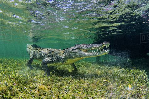 Underwater Crocodile View