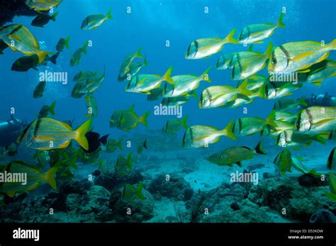 Underwater Life Mexico