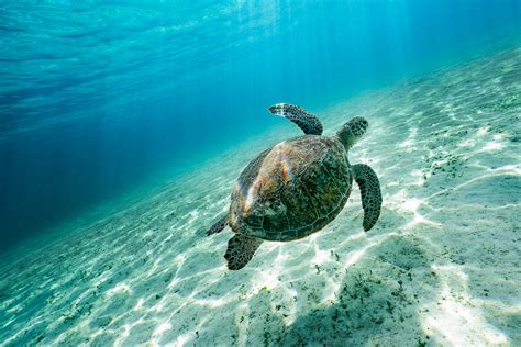 Underwater Turtle Photography