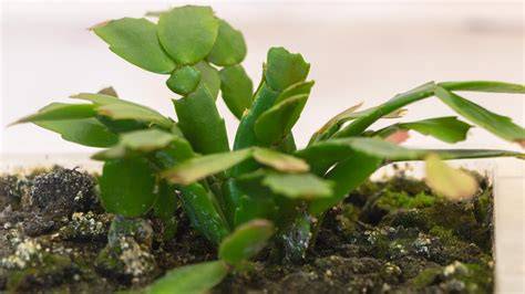 Underwatered Easter Cactus