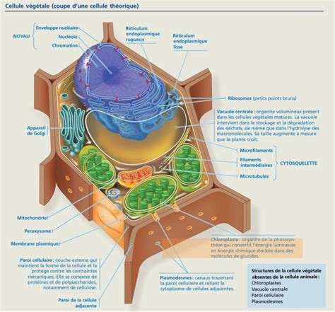 Une structure complexe, la cellule vivante ! Comprendre et enseigner