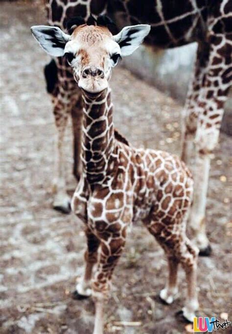Unexpectedly Cute Baby Animals
