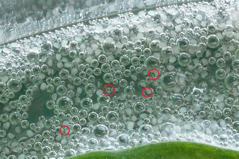 Unfertilized Betta Eggs