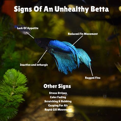 Unhealthy Betta Fish