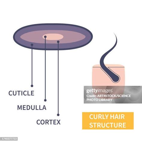 Unique Structure of Curly Strands