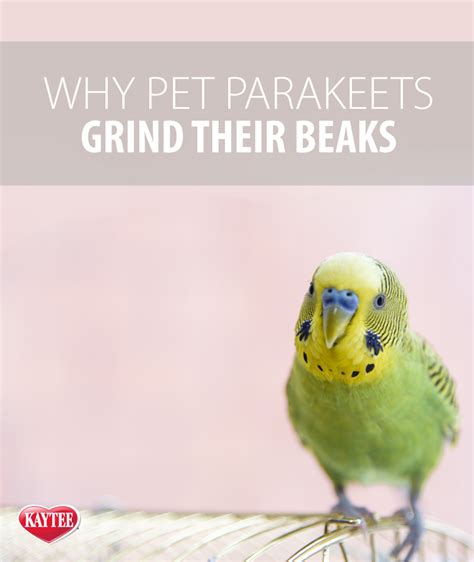 Four Parrot Behaviors That Might Baffle New Owners Pet Birds by