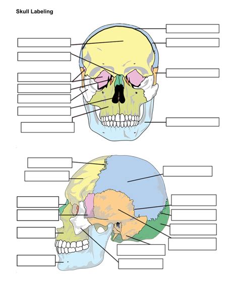 Unlabeled Printable Blank Skull Diagram