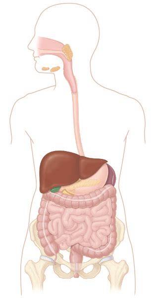 Unlabeled Digestive System Diagram Without Labels