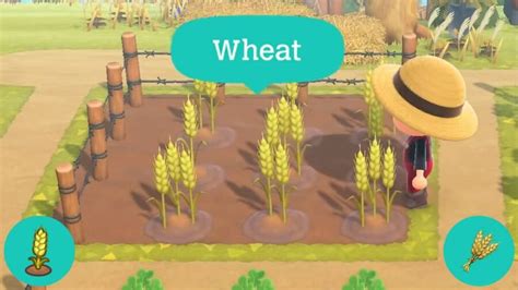 Unlock the Secret to Getting Wheat in Animal Crossing Now!