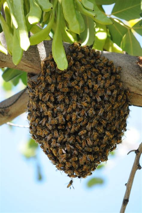 Unlock the Secrets to Vanquishing Hives: A Comprehensive Guide