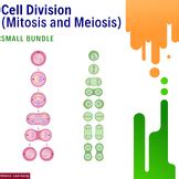Unlocking the Secrets of Human Cell Division: A Comprehensive Guide to Mitosis and Meiosis