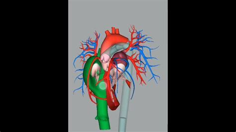 Unlocking the Secrets of the Heart: A Comprehensive Guide