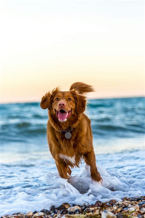 Unsplash Dog