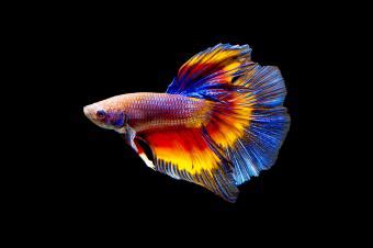 Unusual Betta Fish Varieties