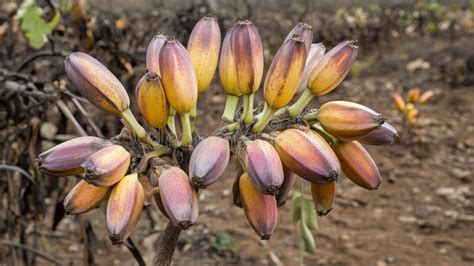 Unusual Botanicals & Accents