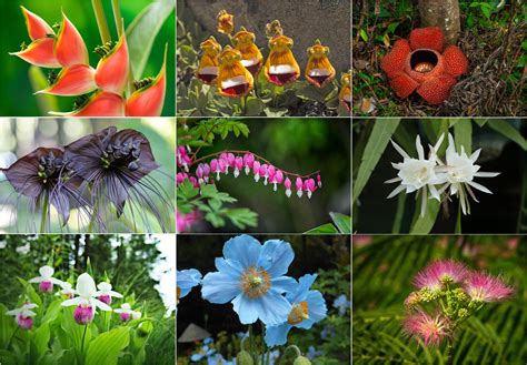 Unusual Flowers