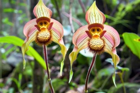 Unusual Orchids
