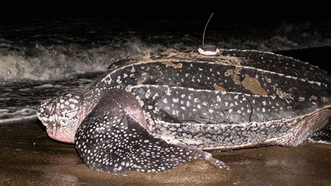 Unveiling the World Record Leatherback